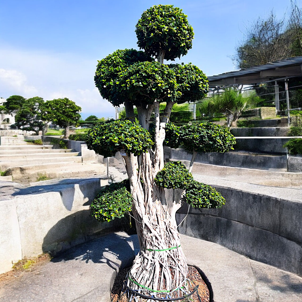 Ficus Microcarpa Bonsai - 3 meters (Multiple Round Head)