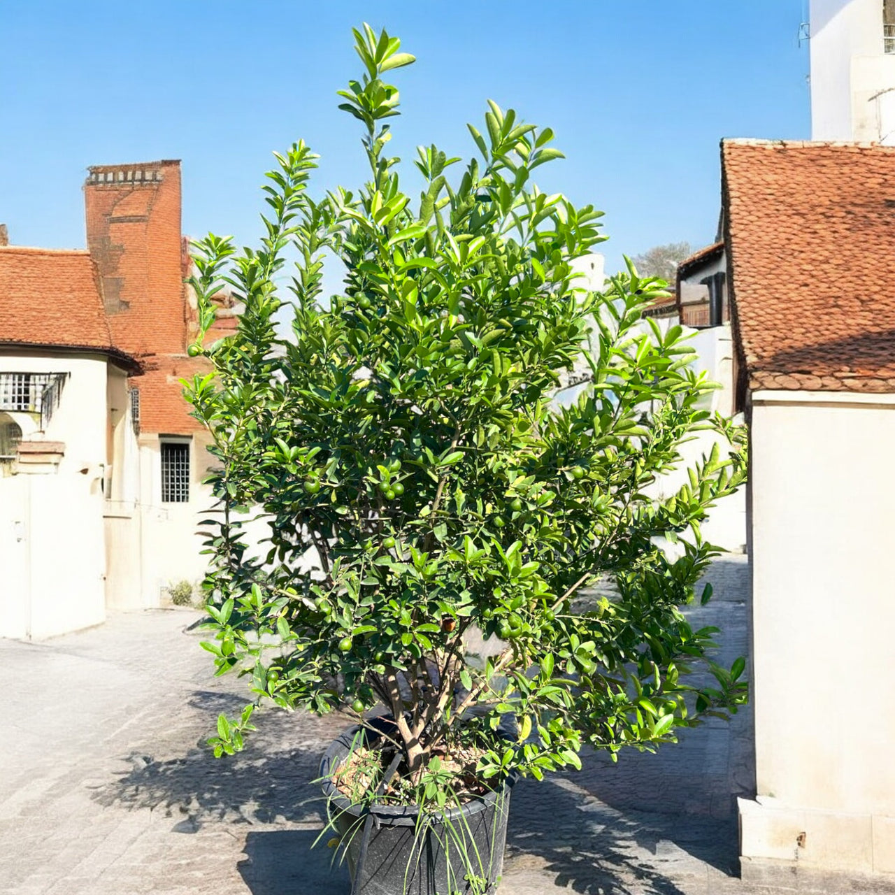 Green Lemon Tree