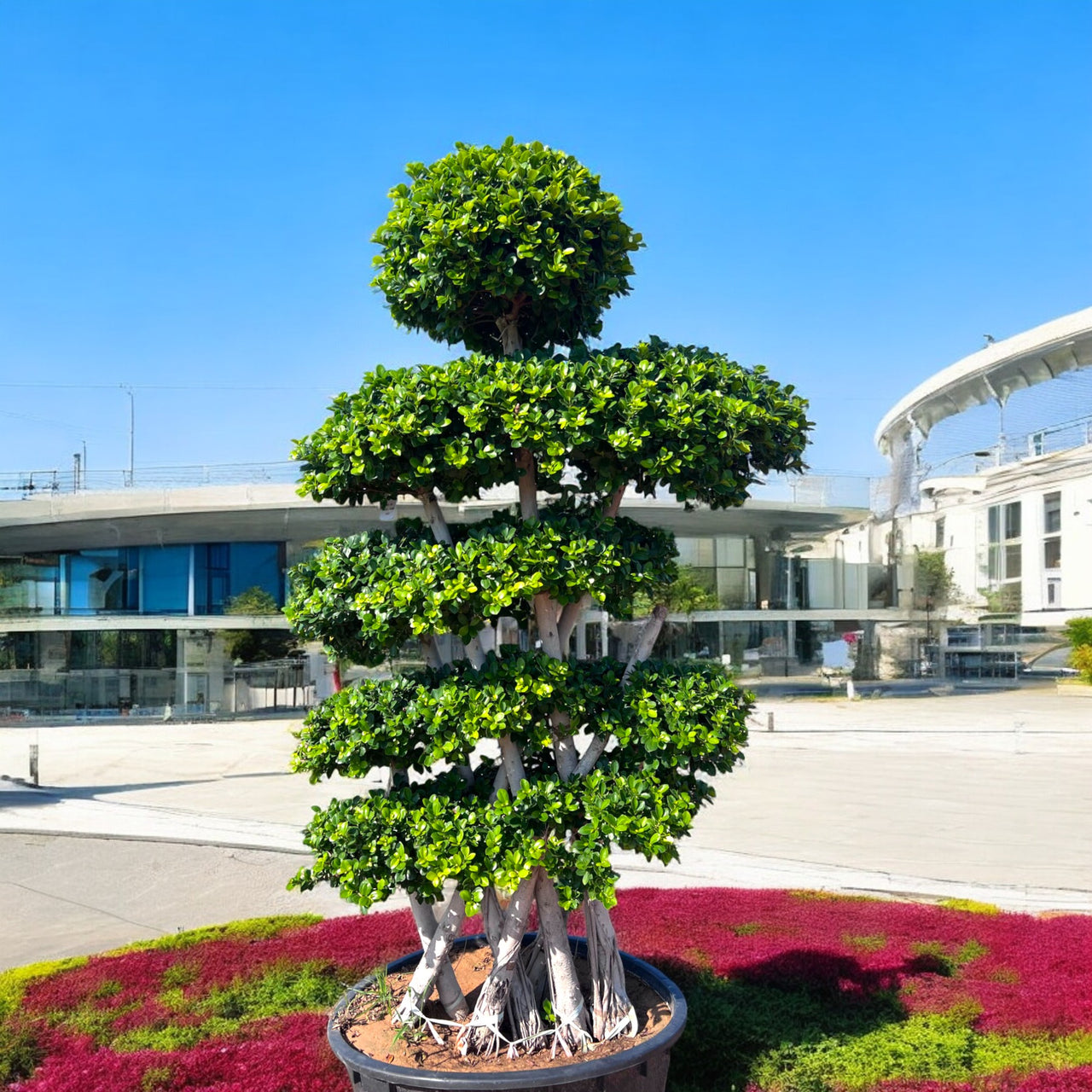 Ficus Bonsai - X shaped 2.0-2.5m
