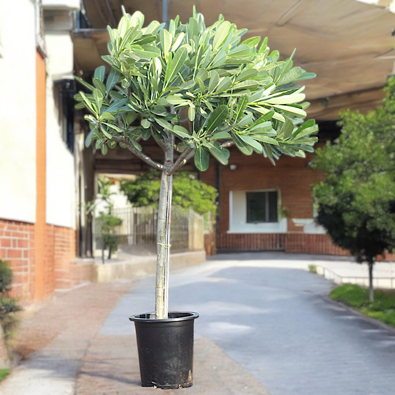 Plumeria Obtusa - Frangipani