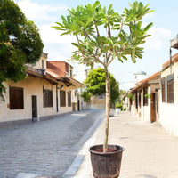 Plumeria Obtusa