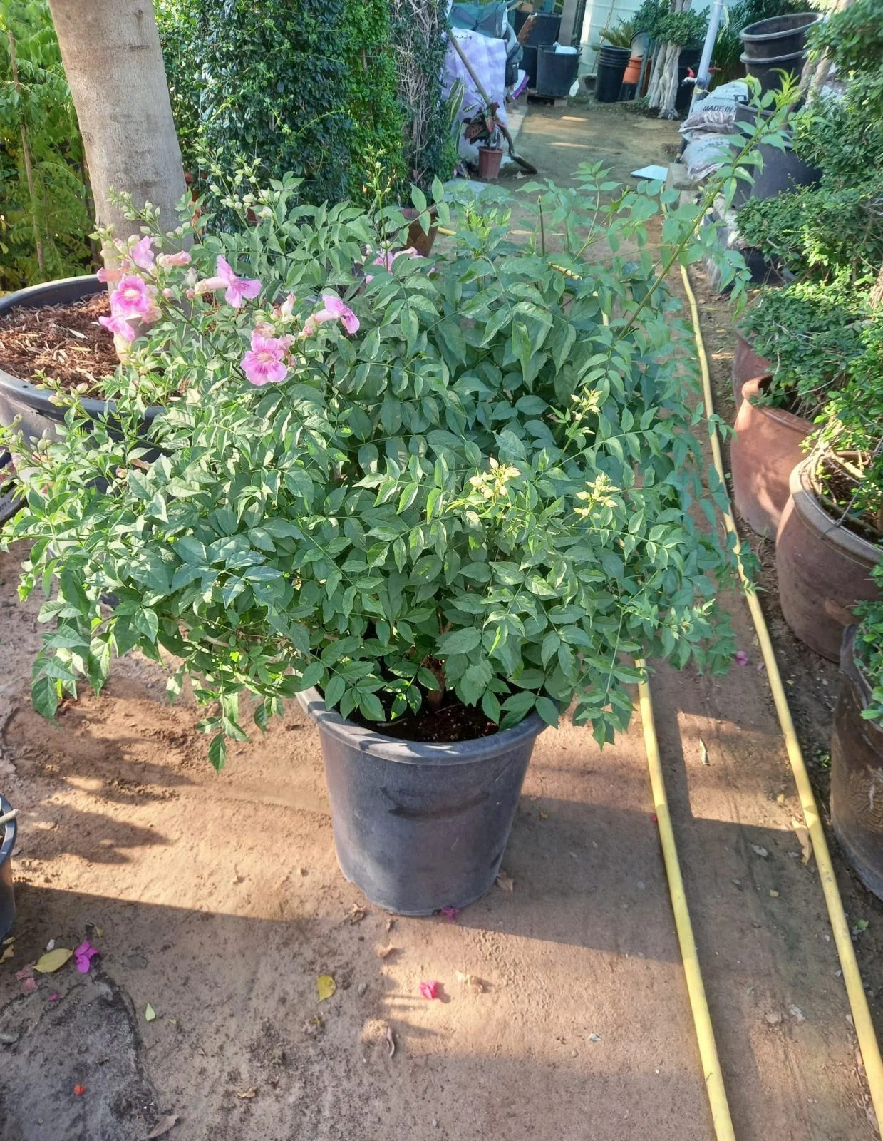 Podranea Plant - Pink Trumpet Vine