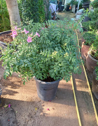 Podranea Plant - Pink Trumpet Vine