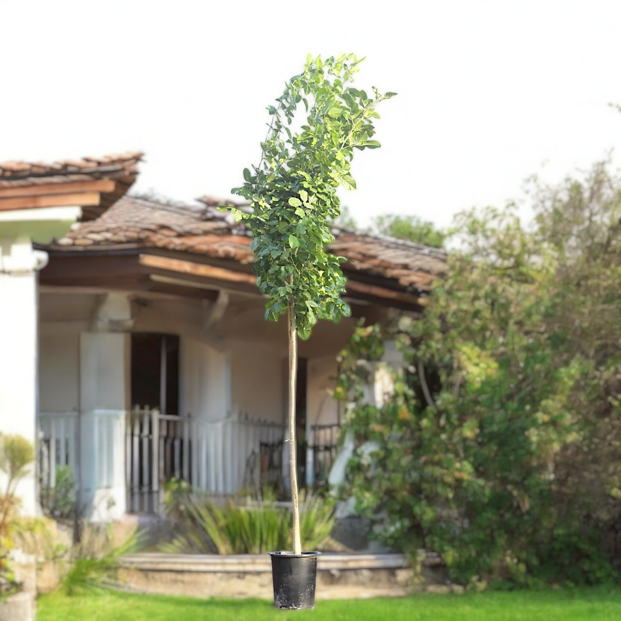 Pongamia Pinnata - Pongamia Tree