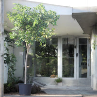 Pongamia Pinnata - Pongamia Tree