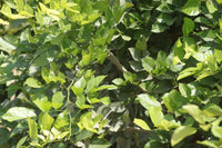 Pongamia Pinnata - Pongamia Tree