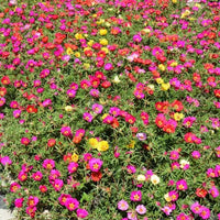 Portulaca Grandiflora – Rose Moss – Sun Plant - 15-20CM