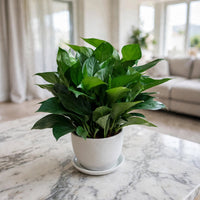 Epipremnum Plant - Jade Pothos- Money Plant