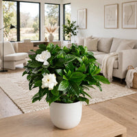 Gardenia Jasminoides Plant (Cape Jasmine)