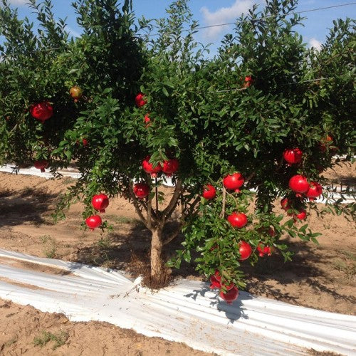 Punica Granatum - Pomegranate