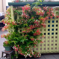 Quisqualis Indica – Rangoon Creeper – Drunken Sailor