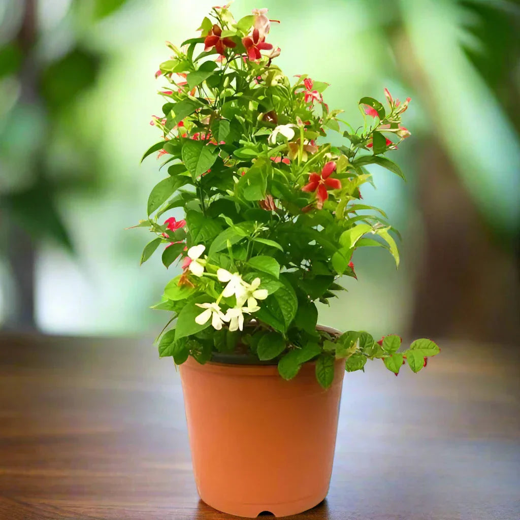 Quisqualis Indica – Rangoon Creeper – Drunken Sailor