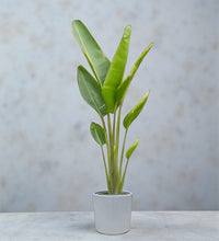 Traveller's Palm – Ravenala madagascariensis