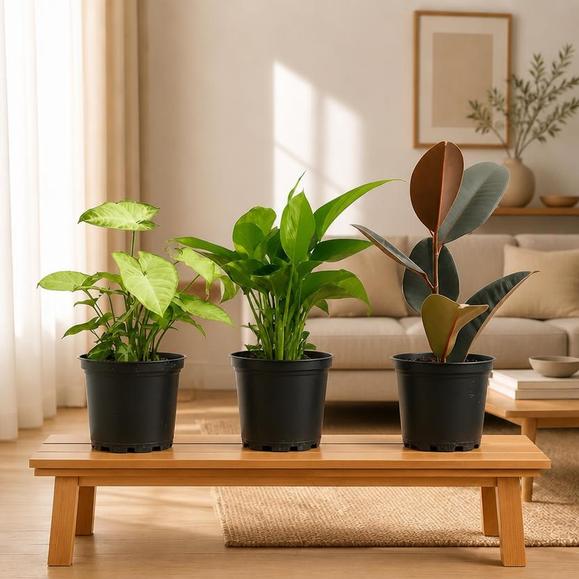 Decorative Indoor Plant Bundle – Rubber, Syngonium & Money Plant