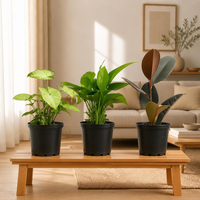 Decorative Indoor Plant Bundle – Rubber, Syngonium & Money Plant