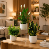 Air Purifying Plants Bundle – Peace Lily, Boston Fern & Snake Plant