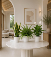 Air Purifying Plants Bundle – Boston Fern, Snake Plant & Peace Lily
