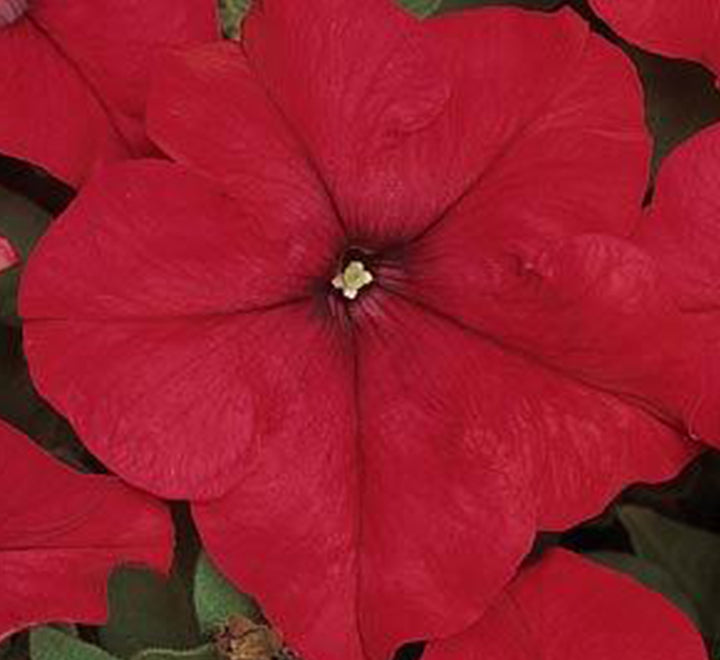 Petunia Mix Flowering Plant
