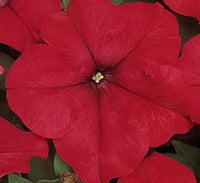 Petunia Mix Flowering Plant