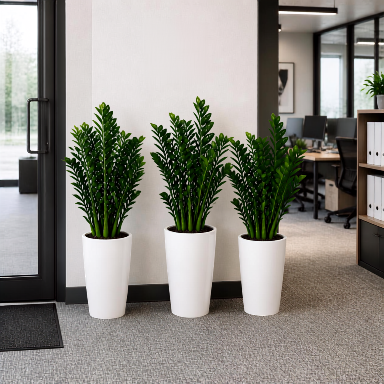 Office ZZ Plant Bundle – 3x ZZ Plants in Long Ceramic Pot