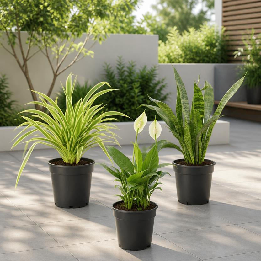 3x Low Maintenance Plants Pack – Snake, Peace Lily & Spider Plant