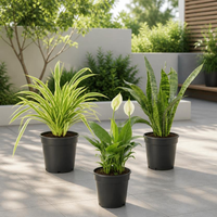 3x Low Maintenance Plants Pack – Snake, Peace Lily & Spider Plant