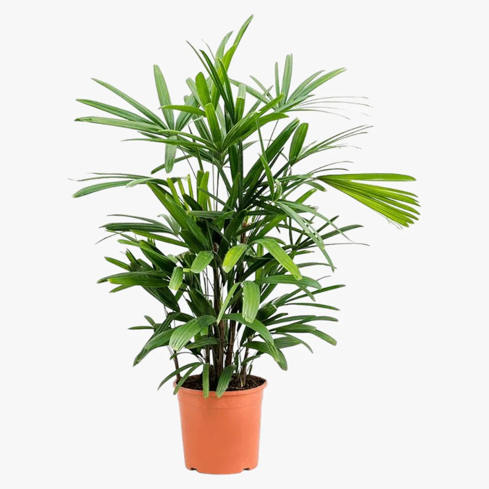 Rhapis Excelsa – Miniature Fan Palm