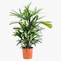 Rhapis Excelsa – Miniature Fan Palm