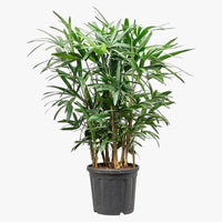Rhapis Excelsa – Miniature Fan Palm