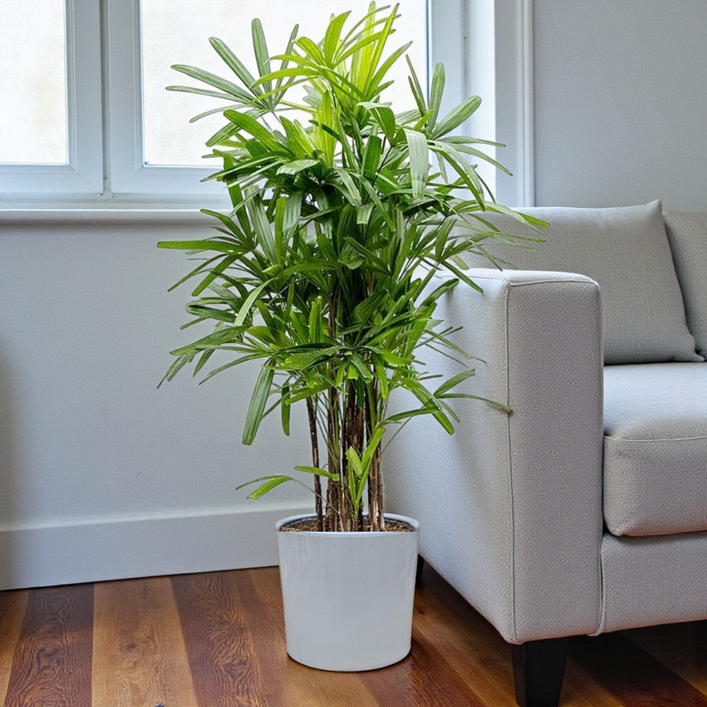 Rhapis Excelsa – Miniature Fan Palm