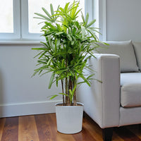 Rhapis Excelsa – Miniature Fan Palm