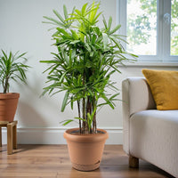 Rhapis Excelsa – Miniature Fan Palm