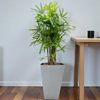 Rhapis Excelsa – Miniature Fan Palm