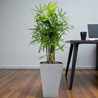 Rhapis Excelsa – Miniature Fan Palm