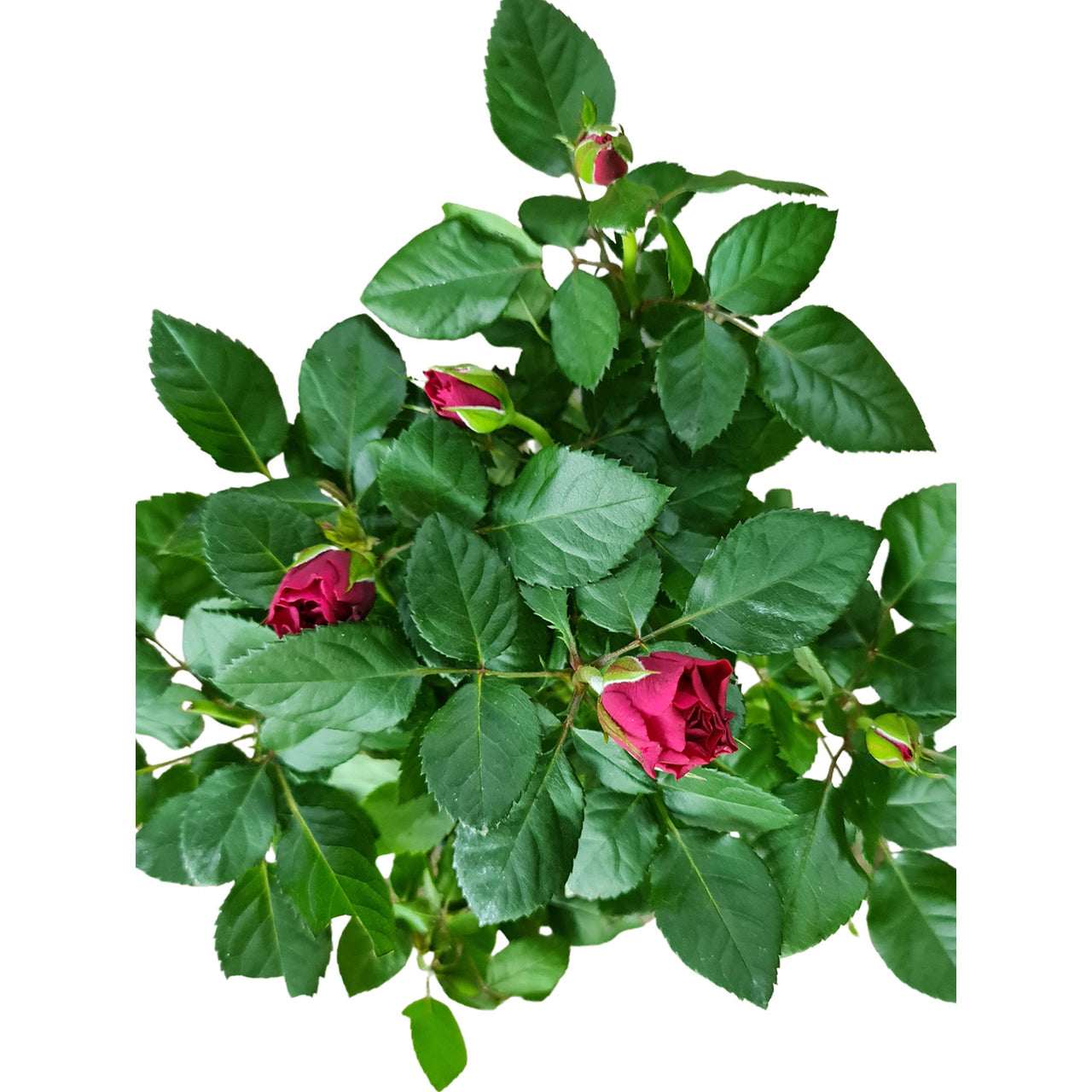Rose Plant - Rose Velvet