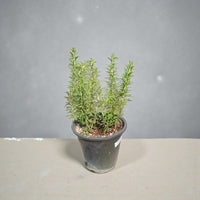 Rosmarinus Officinalis – Rosemary Plant- 15-20cm approx.