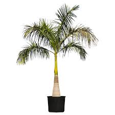 Roystonea regia – Royal Palm
