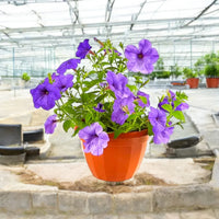 Ruellia Ciliosa – Wild Petunia