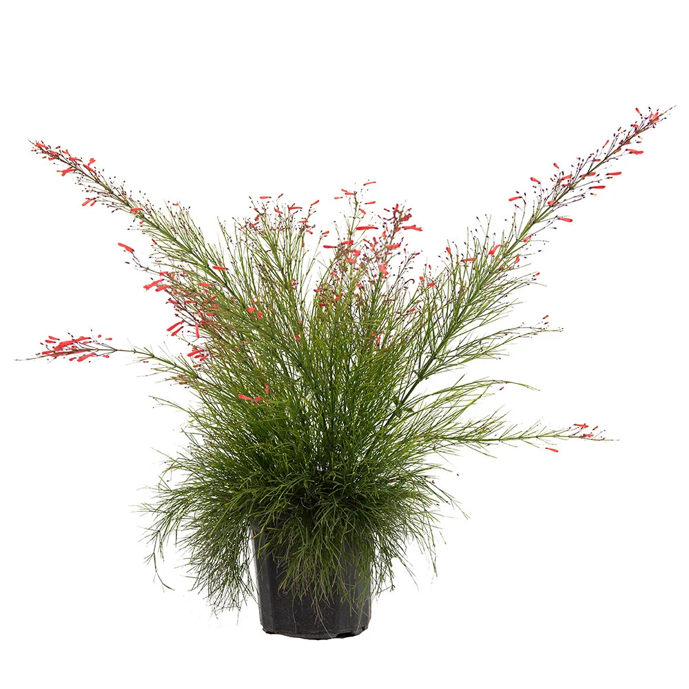 Russelia Firecracker plant, Russelia Firecracker for sale, Buy Russelia Firecracker online, Russelia Firecracker care, Outdoor Russelia Firecracker
