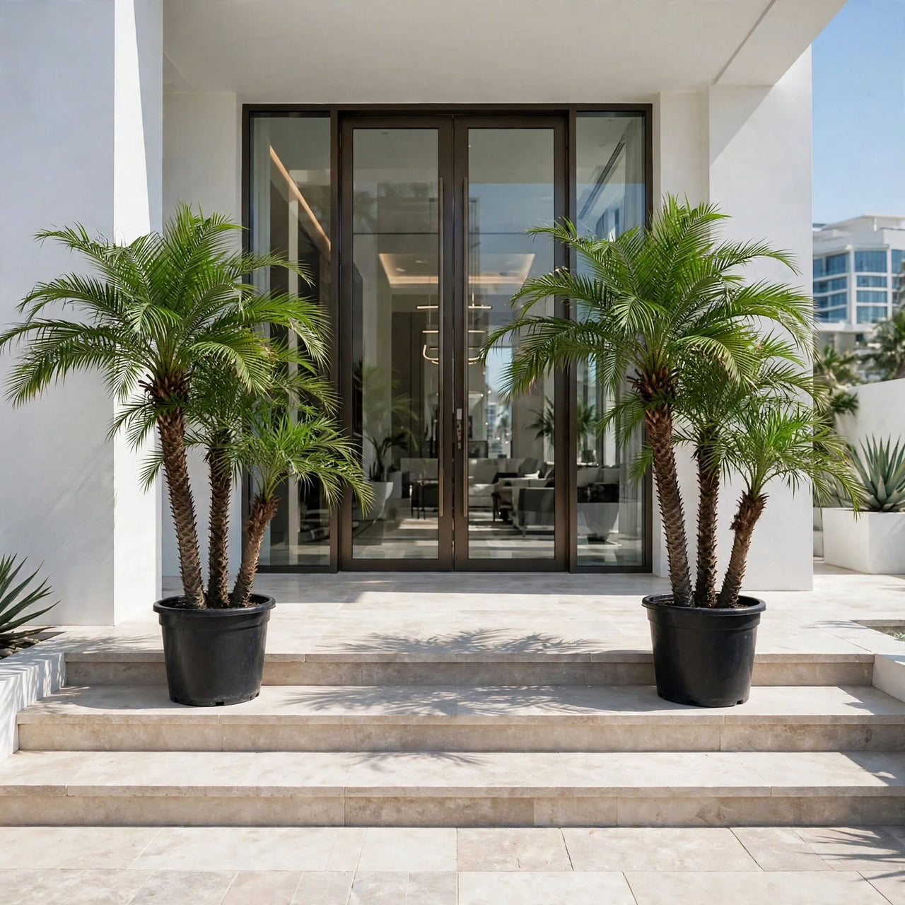Phoenix Roebelenii Palm