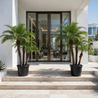 Phoenix Roebelenii Palm