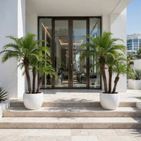 Phoenix Roebelenii Palm