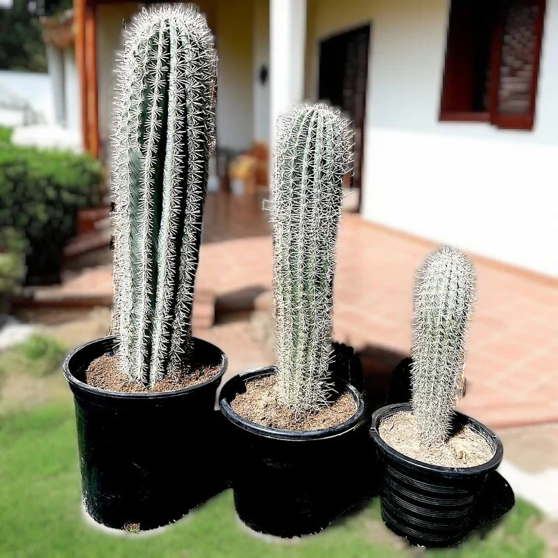Saguaro Cactus (Carnegiea gigantea)