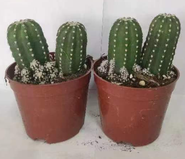 Echinopsis subdenudata-Easter Lily Cactus