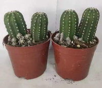 Echinopsis subdenudata-Easter Lily Cactus