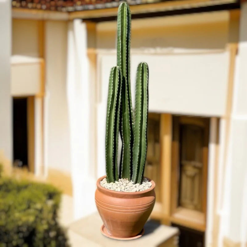 San Pedro–Style Columnar Cactus (Echinopsis / Trichocereus Type)