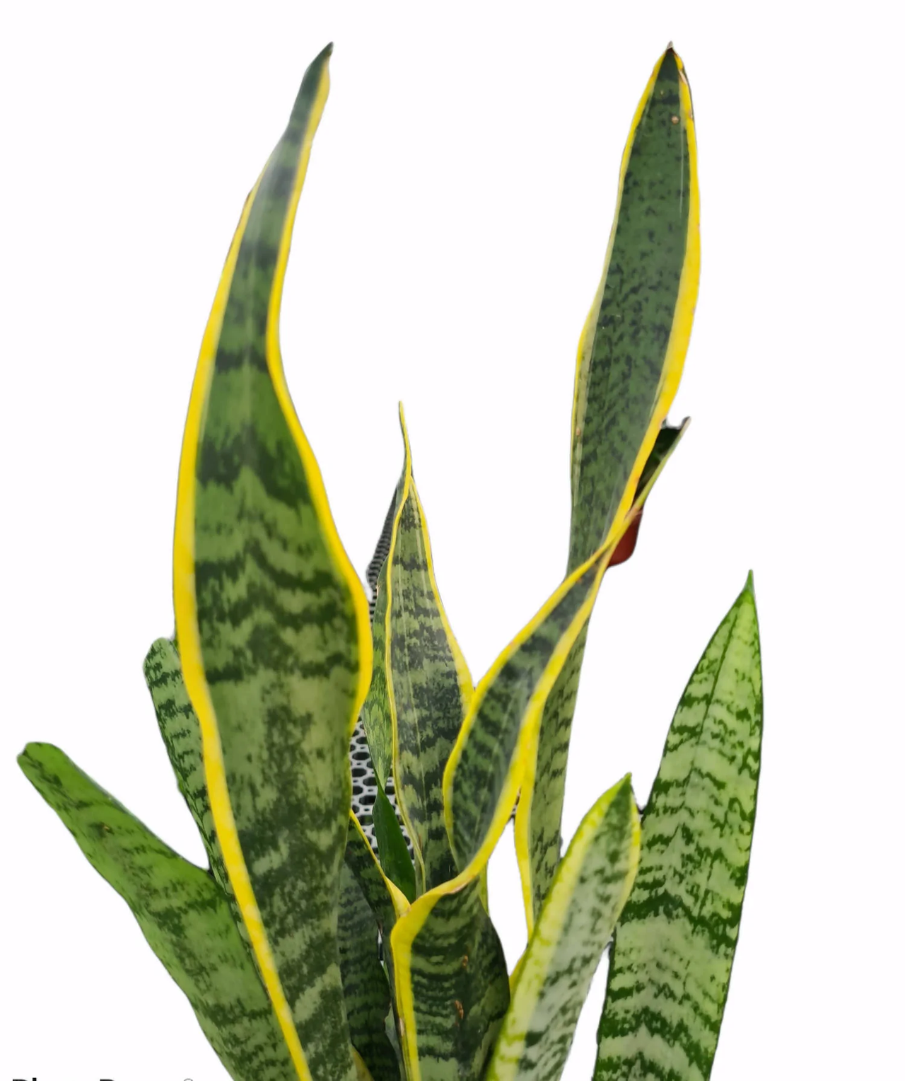 Sansevieria Trifasciata Plant (Snake Plant)