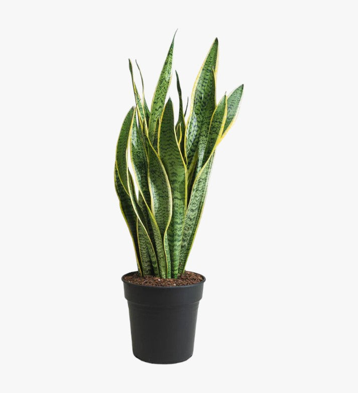 Sansevieria Trifasciata Plant (Snake Plant)