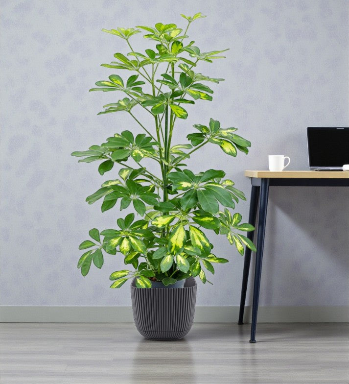 Schefflera Plant (Gold Capella, Dwarf umbrella tree)