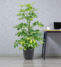 Schefflera Plant (Gold Capella, Dwarf umbrella tree)